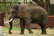 Indian elephant (Elephas maximus indicus)