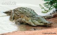 Orinoco Crocodile (V2)