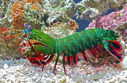 Peacock Mantis Shrimp as the Shrimp