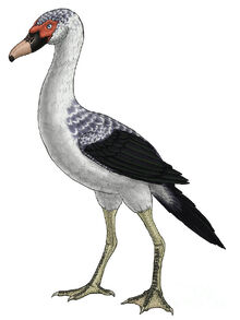 Presbyornis-an-extinct-genus-vitor-silva