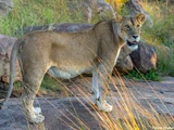 Totally National Park Animals