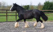 Shire Horse (V2)