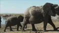 The African Elephant.png (1.46 MB)