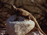 Common Chuckwalla