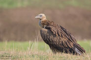 White-Rumped Vulture