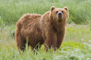 Brown Bear as Grizzly Bear