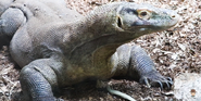 Birmingham Zoo Komodo Dragon