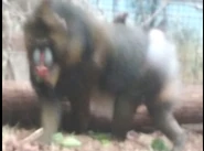 Cleveland Metroparks Zoo Mandrill.png (1.52 MB) Mandrill