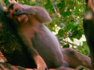 Southern Pig-Tailed Macaque