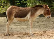 Kiang as Waterbuck