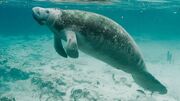 Manatee, Florida.jpg