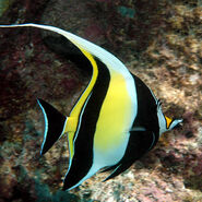 Moorish Idol