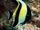 Moorish Idol