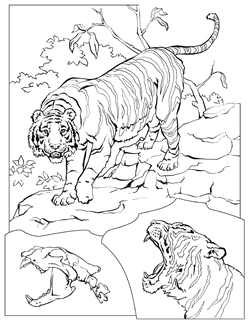 Download National Geographic Coloring Book Animals Alphabet The Parody Wiki Fandom