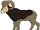 Rocko the Bighorn Sheep