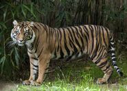Sumatran tiger (Panthera tigris sumatrae)