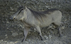 WART-HOG-W001.jpg
