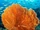 Sea Fan