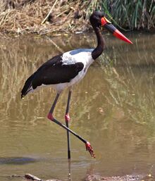 Ephippiorhynchus senegalensis -Kruger National Park, Limpopo, South Africa-8.jpg