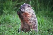Groundhog as Hamster