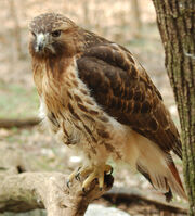 Hawk, Red-Tailed.jpg