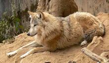 Himalayan wolf 1.jpg