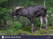 Moose, Eurasian Elk.jpg