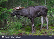 Eurasian Elk as Alaskan Moose