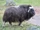 Musk Ox