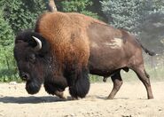 Ron Bison Brookfield Zoo