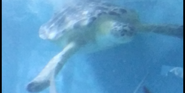 Toledo Zoo Sea Turtle