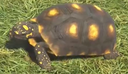Yellow-footed-tortoise-zootycoon3