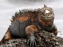 Amblyrhynchus cristatus.jpg