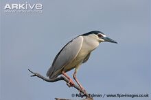 Black-crowned-night-heron-showing-pink-breeding-colouration-of-legs.jpg