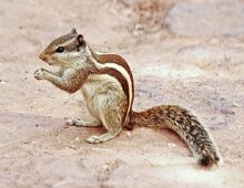 Indian palm squirrel-1-2.jpg