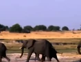 Jessie Elephants.jpg (55 KB)