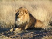 Lion waiting in Namibia