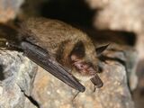 Caves: Just Add Bats