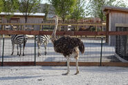 Ostrich-with-zebra
