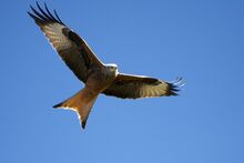 Red Kite, Spain.jpg