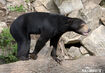 Sun Bear (Asia)