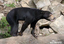 Sun-bear-75895.jpg