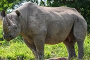 Uganada black rhinoceros.jpg