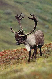 Woodland-Caribou-Pictures.jpg