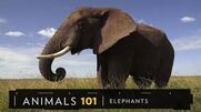 101 Elephants