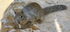 Rock Squirrel as Palorchestes