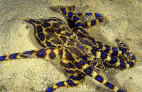 Blue-Ringed Octopus.jpg