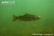 Brown-trout