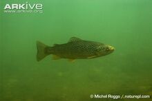Brown-trout.jpg