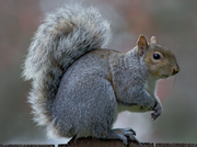 Eastern Gray Squirrel.PNG.png